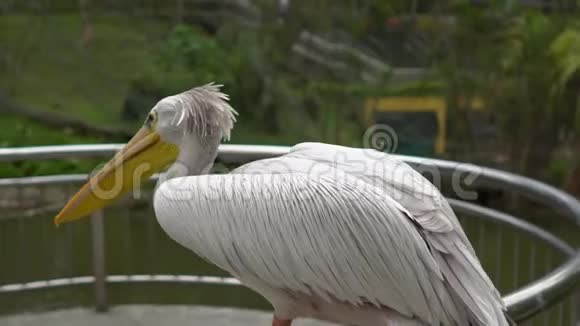一只大鸟坐在热带鸟类公园的栏杆上视频的预览图