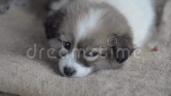 悲伤的无家可归的小狗在一片麻布上睡着了特写镜头视频的预览图