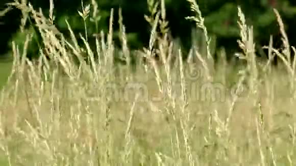 草甸自然夏春视频的预览图