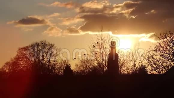 夕阳西下的英国红景天视频的预览图