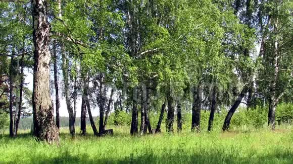 桦木树木景观自然视频的预览图