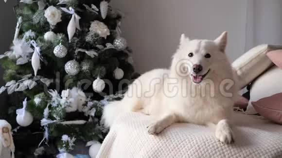 可爱的狗躺在舒适的针织白色格子靠近装饰华丽的新年树视频的预览图