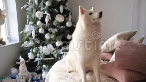 客厅里一只漂亮的动物坐在靠近圣诞树的白色格子上视频的预览图
