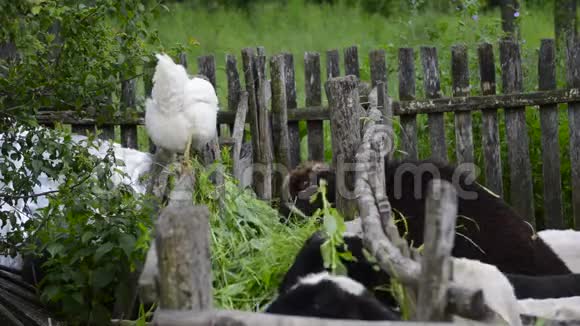 小鸡看羊吃视频的预览图