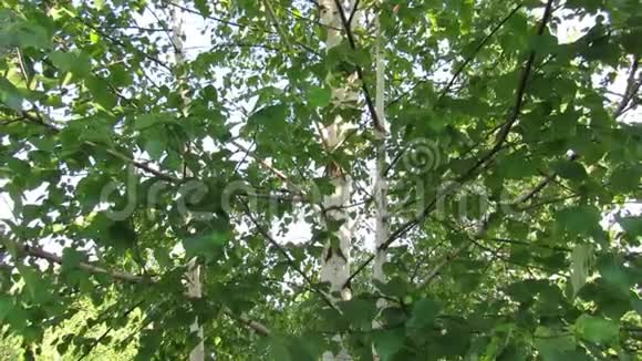 桦树叶夏天自然视频的预览图