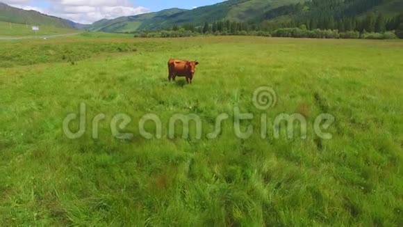 草甸牛的空中测量在草地上放牧的牛视频的预览图