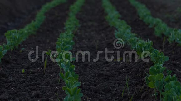 在花园土壤中生长的豌豆日出时间视频的预览图