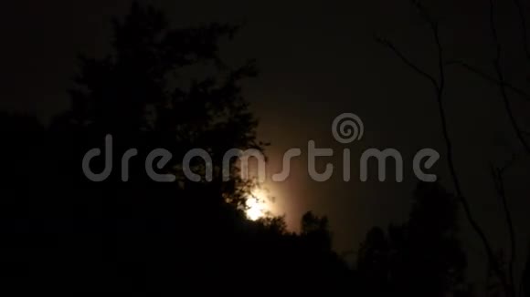 月亮在树上升起视频的预览图