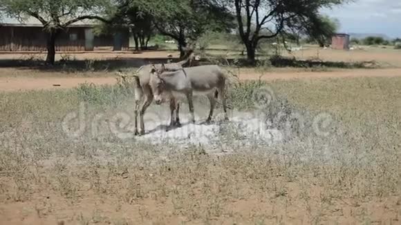 在阳光明媚的夏日两头驴在非洲的一片田野上吃草视频的预览图