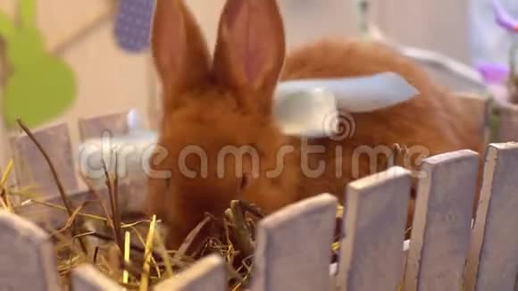 毛茸茸的兔子复活节庆祝传统符号概念坐在篱笆后面视频的预览图