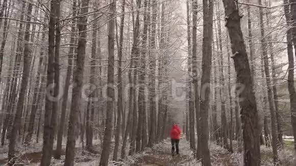 那个女人在冬天的树林里跑步那个穿着鲜艳夹克在树林里做运动的漂亮女人积极的生活方式视频的预览图