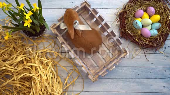 毛茸茸的兔子复活节庆祝传统的象征概念顶景坐在盒子里视频的预览图