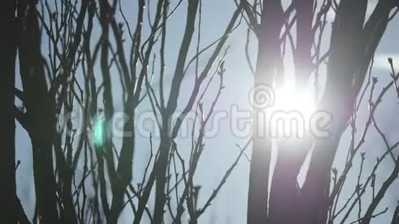 阳光透过一棵开花的树视频的预览图
