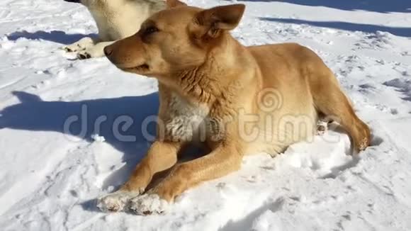 在阳光明媚的冬日睡在雪地上的狗视频的预览图