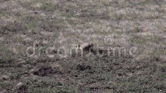 草原狗在田野里视频的预览图