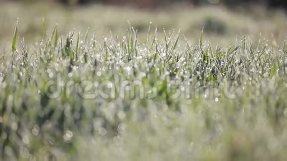 聚焦潘拍摄的绿草与许多水滴在早晨有露水的草在风中摇摆视频的预览图