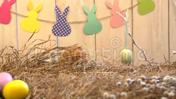 绒毛兔复活节庆祝传统象征概念干草走向相机视频的预览图