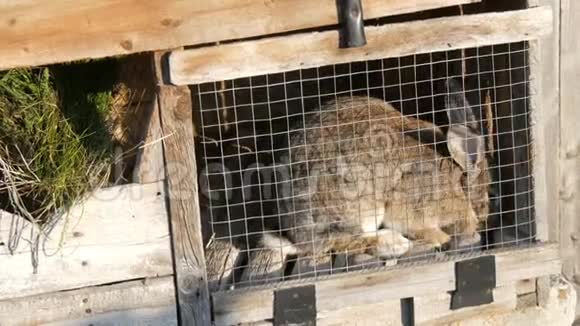 一只灰色的大兔子坐在一个村庄的笼子里视频的预览图