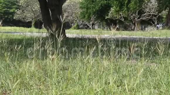 公园里一片嫩绿的草地视频的预览图