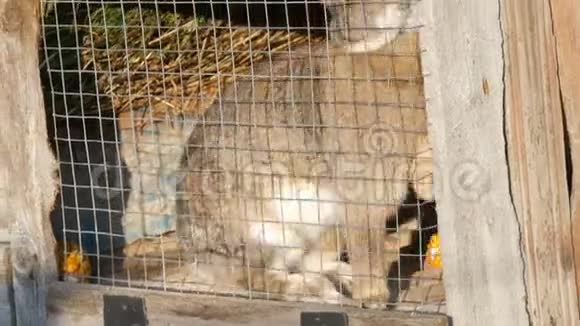 一只灰色的大兔子坐在一个村庄的笼子里视频的预览图