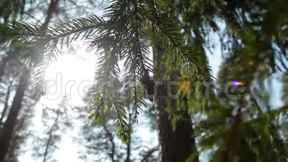 云杉枝被阳光照射在森林里视频的预览图