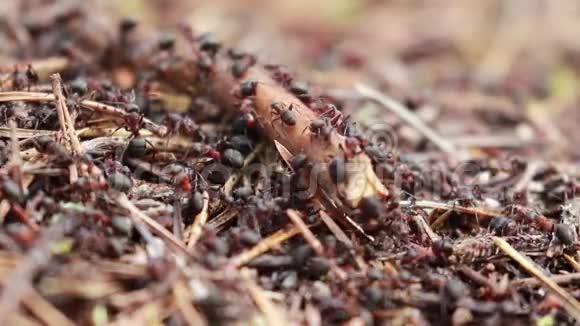 四月的一个阳光明媚的日子里苏格兰的一片松林中红木蚁Formicarufa士兵为他们的巢穴进行了防御视频的预览图