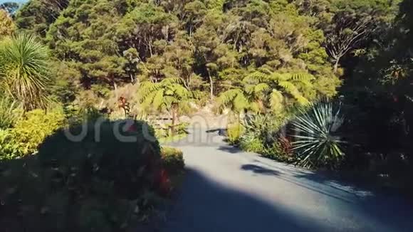 新西兰的车道风中的蕨类植物视频的预览图