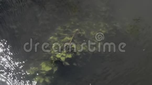 绿色植物在水下可见视频的预览图
