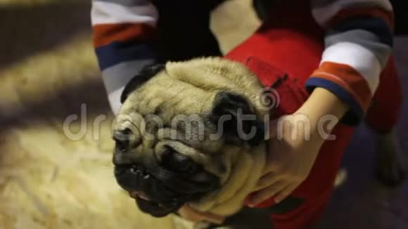 儿童拥抱可爱的小狗在狗展上给摄影师摆姿势爱动物视频的预览图