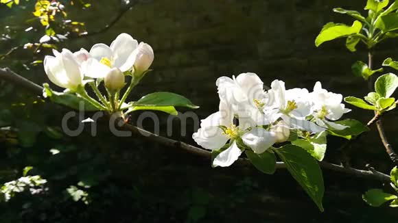 白色苹果花的特写视频的预览图