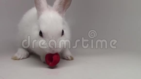 令人难以置信的近距离观看毛茸茸的白色可爱的兔子小兔子在白色背景下咀嚼吃草莓视频的预览图