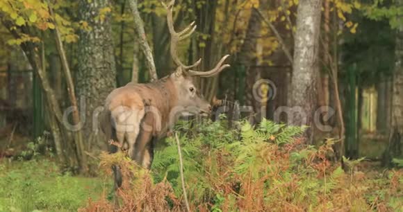 白俄罗斯雄欧洲红鹿或鹿鹿在秋天的森林里散步高加索地区欧洲大部分地区的红鹿栖息地视频的预览图