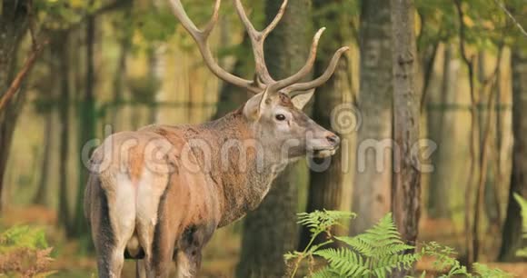 白俄罗斯雄欧洲红鹿或鹿鹿在秋天的森林里散步高加索地区欧洲大部分地区的红鹿栖息地视频的预览图