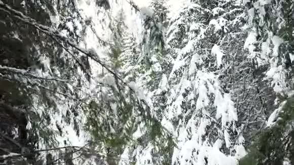 穿过白雪覆盖的松树视频的预览图