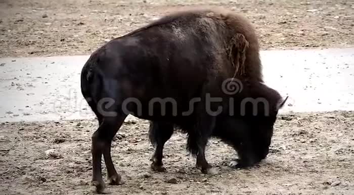孤独的美洲野牛视频的预览图