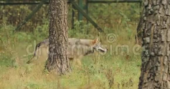 白俄罗斯森林欧亚狼犬在秋林中奔跑视频的预览图
