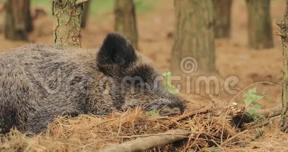 白俄罗斯野生野猪或苏斯克鲁法也被称为野生猪欧亚野生猪休息在秋季森林视频的预览图