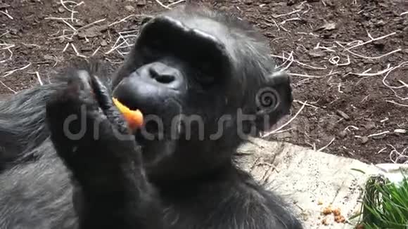 一只吃蔬菜的黑猩猩潘特洛迪视频的预览图