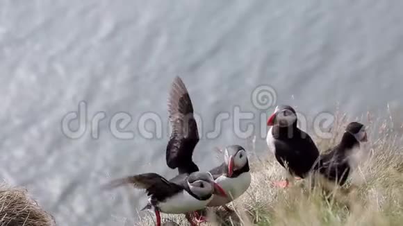 死胡同冰岛惊人的鸟视频的预览图