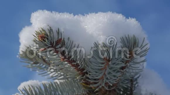 白雪覆盖的圣诞树明亮的阳光随着雪飘落雪花从树上飘落视频的预览图