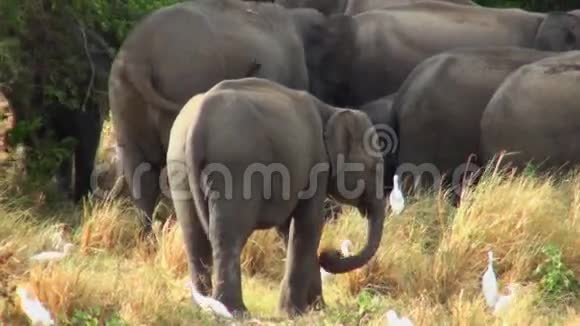 马尔代夫的大象家庭视频的预览图