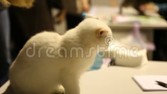 可爱的苏格兰短毛小猫在兽医诊所等候接待视频的预览图
