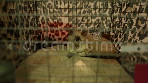 喜欢睡在笼子里的短发猫纯种宠物展览动物视频的预览图