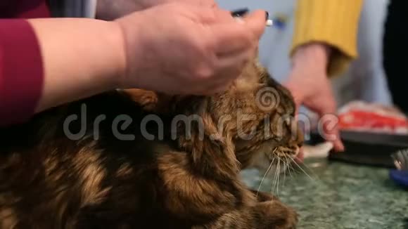 女性宠物美容师清洁猫耳朵毛茸茸的漂亮猫颤抖动物护理视频的预览图