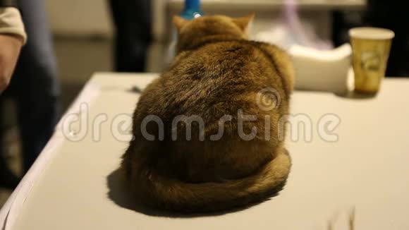兽医诊所动物保健中心被吓得短发猫坐在桌子上视频的预览图