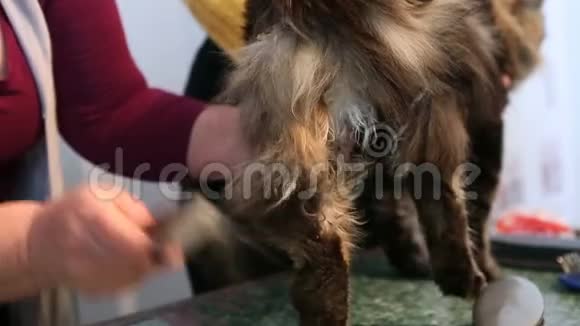 不满意的缅因州考恩小猫容忍宠物发型师梳理他的外套视频的预览图