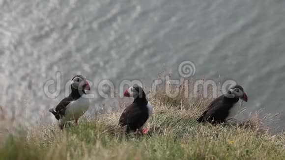 死胡同冰岛惊人的鸟视频的预览图