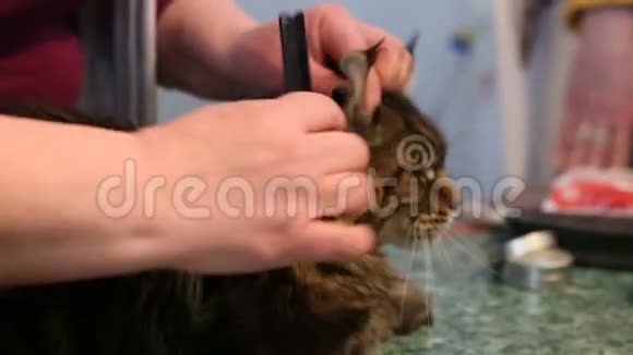 发型师梳理缅因州考恩外套猫耐心地躺在桌子上美容沙龙视频的预览图