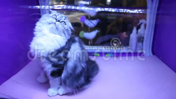 长毛纯种高地折叠猫在小猫表演时玩宠物玩具视频的预览图
