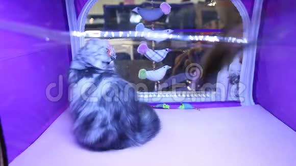 有趣的高地折叠小猫玩宠物玩具猫展览昂贵的品种视频的预览图